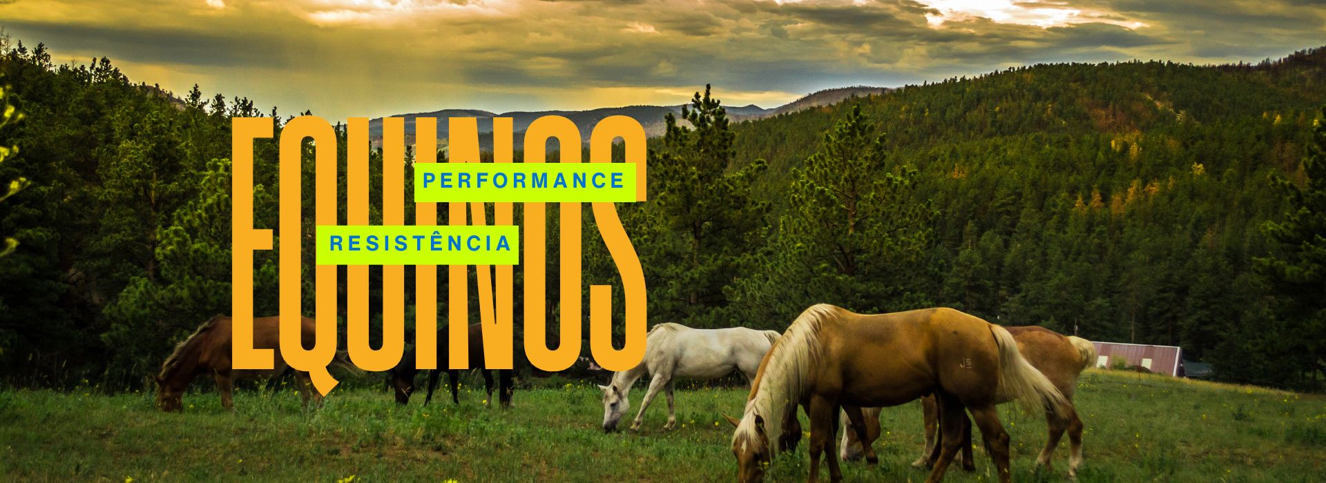 Banner Central Pec MT 2