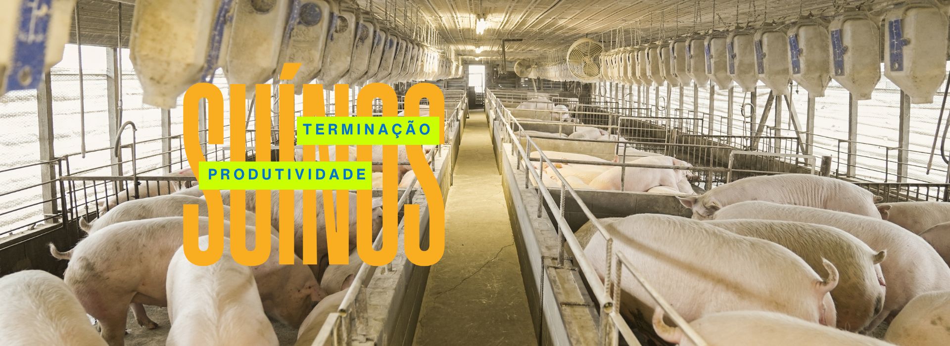 Banner Central Pec MT 3